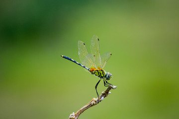 dragonfly - Powered by Adobe