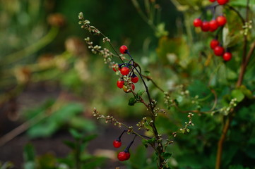 The red fruit of the plant of black nightshade closeup on a summer day.