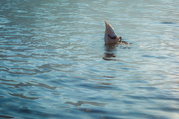 Schwan taucht im See auf der Suche nach Futter