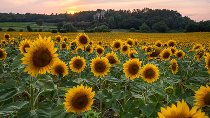 Sunflower field seen in Provence
