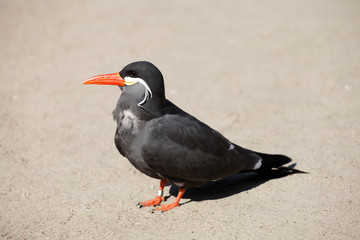 The inca tern.