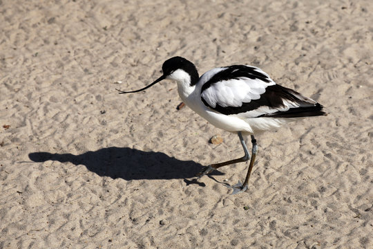 Pied Avocet. Recurvirostra avosetta