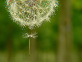 Fototapeta premium Dandelion and seed on green background