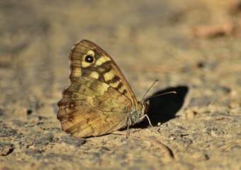 Fototapeta na wymiar Schmetterling Waldbrettspiel (Pararge aegeria)