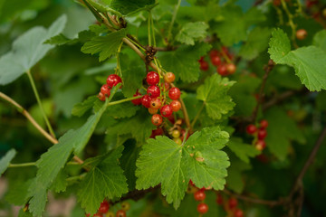 red currant berries