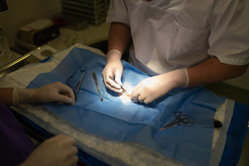 Vet doing the operation for sterilization. The cat on the operating table in a veterinary clinic. Cat in a veterinary surgery , the uterus and ovaries of a cat during surgery.