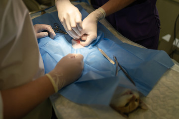 Vet doing the operation for sterilization. The cat on the operating table in a veterinary clinic. Cat in a veterinary surgery , the uterus and ovaries of a cat during surgery.