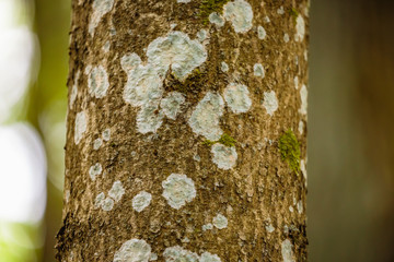 Rural Bavarian Hill Landscape. Trees with white lichen