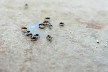 A large number of flies sitting on the surface of the table. Flies flocked to the spilled milk on the table