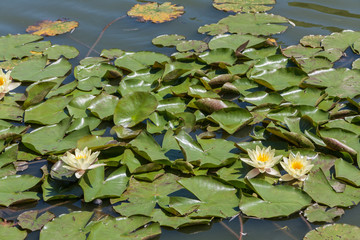 European white water lily, white water rose or white nenuphar, ( Nymphaea alba L.)