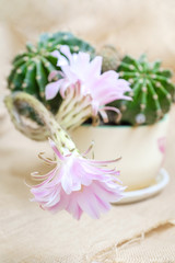 A macro closeup of a beautiful silky pink tender Echinopsis Lobivia cactus flower and green thorny spiky plant
