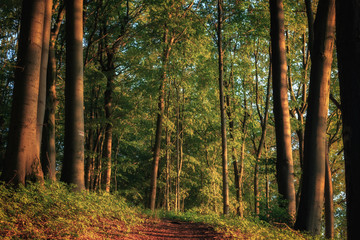Obraz premium Bavarian Countryside Landscape in Franken in the sunset
