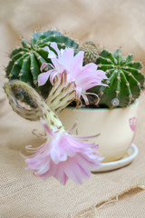 A macro closeup of a beautiful silky pink tender Echinopsis Lobivia cactus flower and green thorny spiky plant