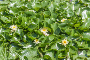 European white water lily, white water rose or white nenuphar, ( Nymphaea alba L.)