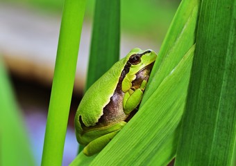 Europ&auml;ischer Laubfrosch (Hyla arborea)
