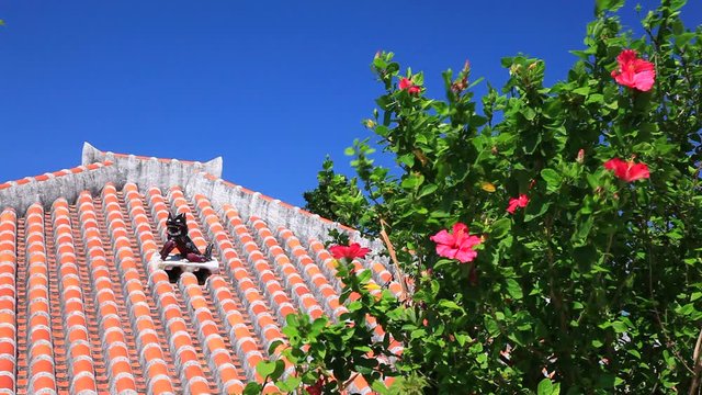 Hibiscus flowers and roof of house, Japan
