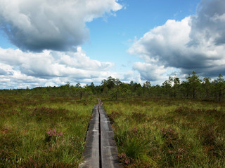 colorful view of the bog with white clouds and wooden footbridge, Latvia