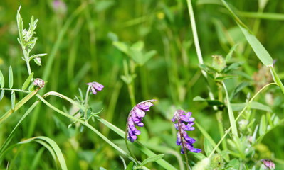 wildflowers meadow green beautiful background