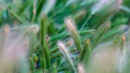 Panorama Close up of green plants thriving abundantly in the wilderness on a sunny day