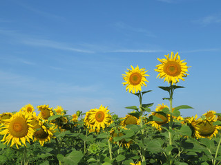 Sunflowers field in summer on blue sky background. Picturesque rural landscape in sunny day, concept for production of sunflower oil