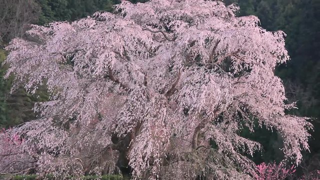 Japanese cherry tree, Uda, Nara Prefecture, Japan