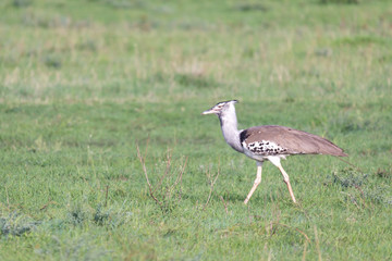 Native Kenyan birds in their natural environment