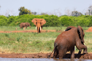 Red elephants bathe in a water hole in the middle of the savannah