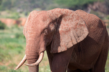 Fototapeta na wymiar The face of a red elephant taken up close