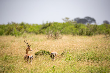 A Grant gazelle walks between tall grass