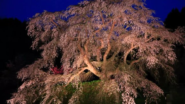Japanese cherry tree at night, Uda, Nara Prefecture, Japan