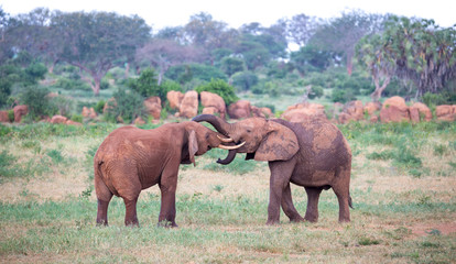 Fototapeta na wymiar Two big red elephants try to fight each other with the trunks