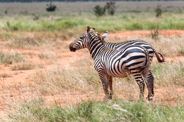 Fototapeta na wymiar Two zebras stand in the vast landscape of a savannah