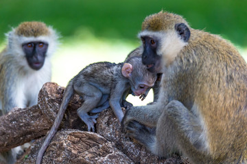 A Vervet family with a little baby monkey