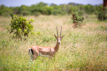 Naklejka na ściany i meble A Grant gazelle walks between tall grass