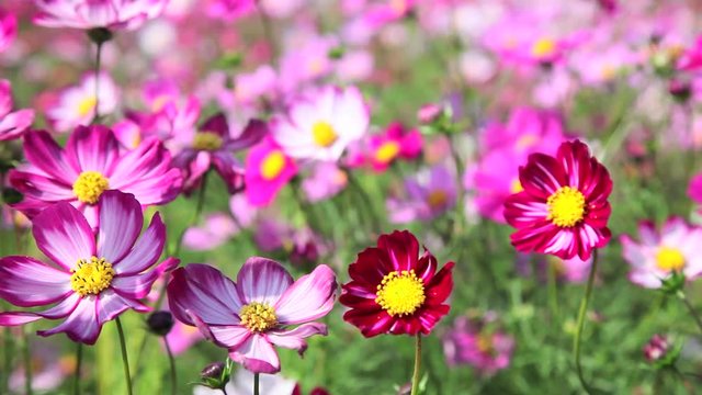 Close up of cosmos flowers swaying in wind