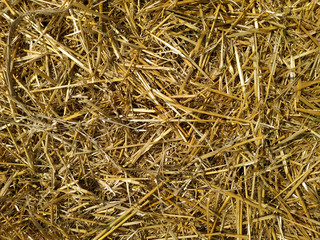 dry yellow straw scattered on the ground.