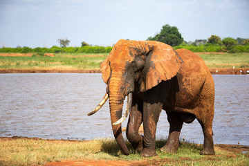 A big red elephant after bathing near a water hole