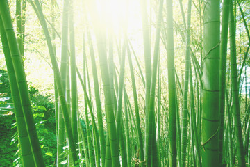 Fototapeta na wymiar Bamboo grove forest. Underwood view. Exotic tropical nature
