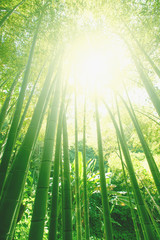 Fototapeta na wymiar Bamboo grove forest. Underwood view. Exotic tropical nature
