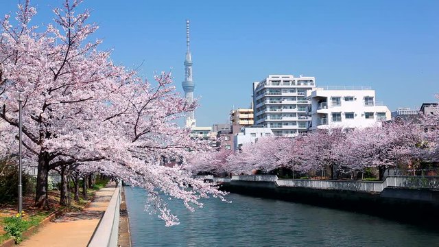 Japanese Cherry blossom along Sumida River, Japan