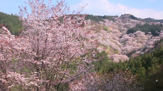 Landscape with Japanese cherry trees, Yoshino, Nara Prefecture, Japan