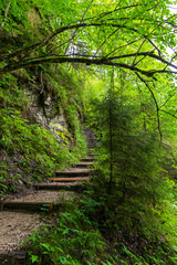 Obraz premium Ein Wanderweg in den Alpen oder doch im Dschungel 
