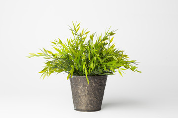 Green bush in a copper pot as a houseplant.