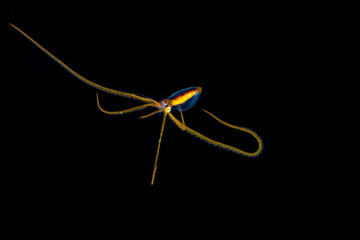 Long arm Octopus during a blackwater dive