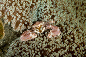 Neopetrolisthes maculatus is a species of porcelain crab from the Indo-Pacific region
