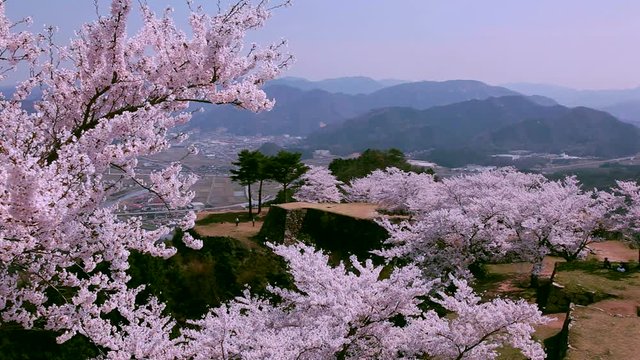 Japanese cherry trees, Takeda Castle, Asago, Hyogo Prefecture, Japan