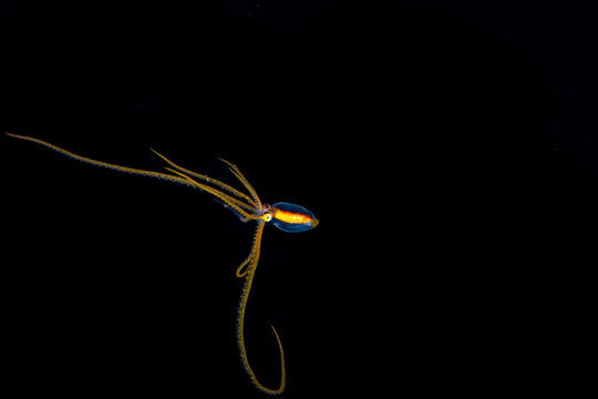 Long arm Octopus during a blackwater dive