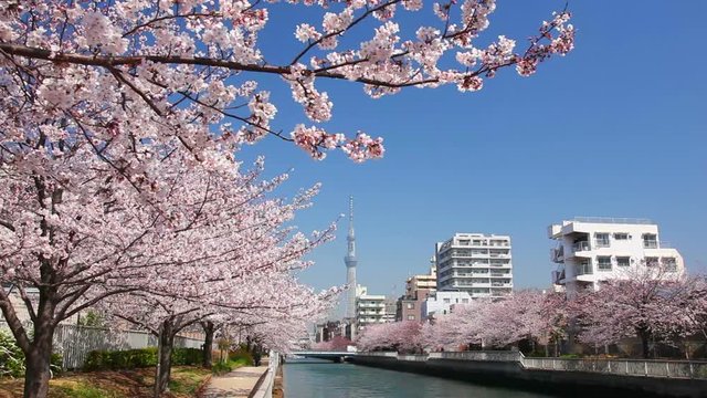 Japanese Cherry blossom along Sumida River, Japan