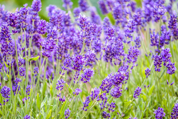 Obraz premium Blooming garden lavender, purple flowers, background