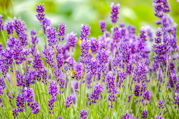 Blooming garden lavender, purple flowers, close-up